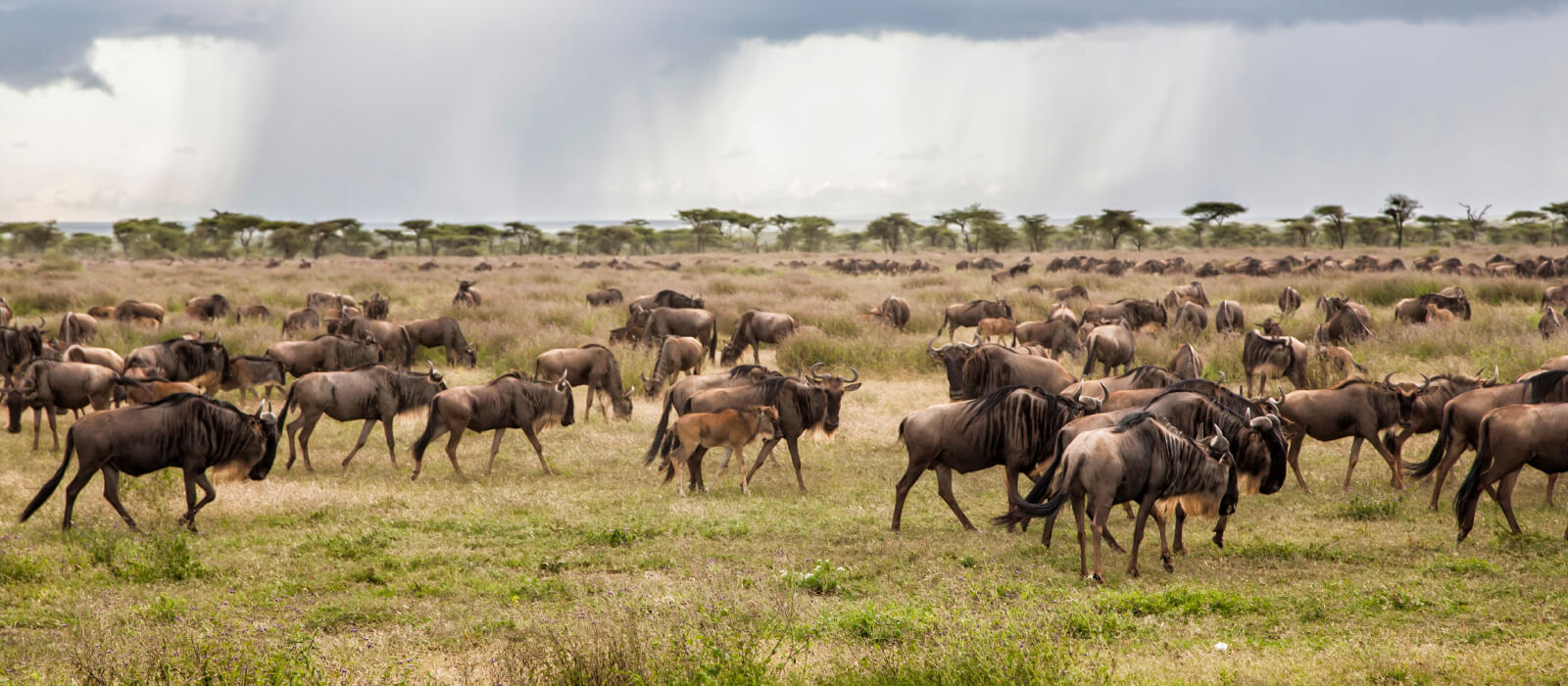 Wildebeest in Tanzania photographed on a luxury safari package with Premier Africa.