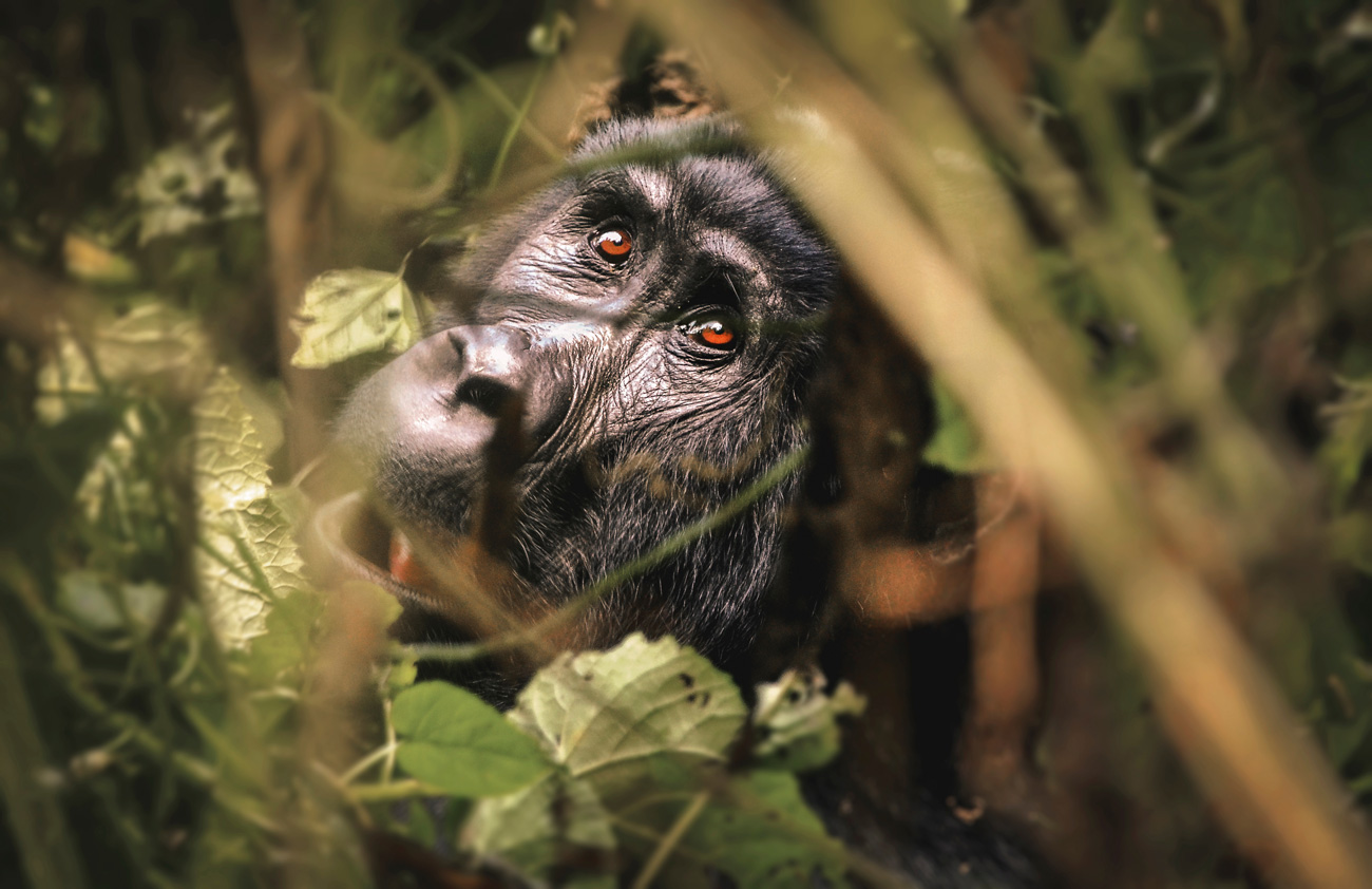 Gorilla seen while gorilla-trekking-in Rwanda