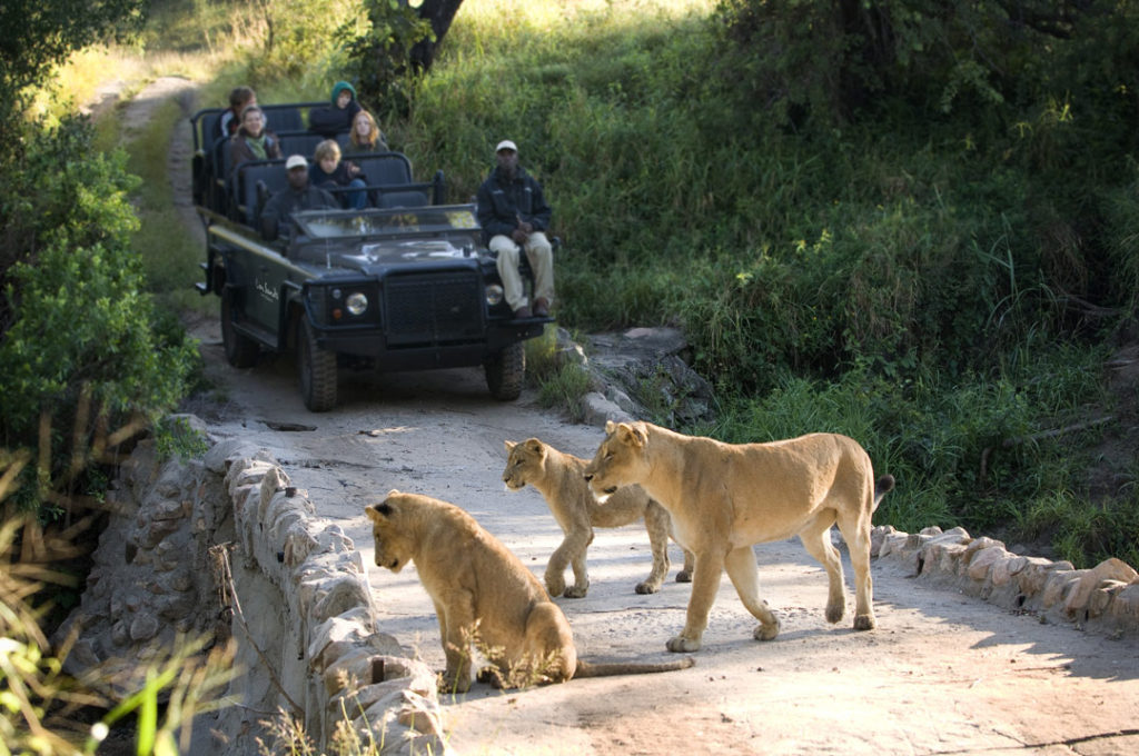 Ultimate golf and safari experience, game viewing Lioness and cubs.