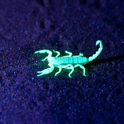 Scorpion_night_walks
