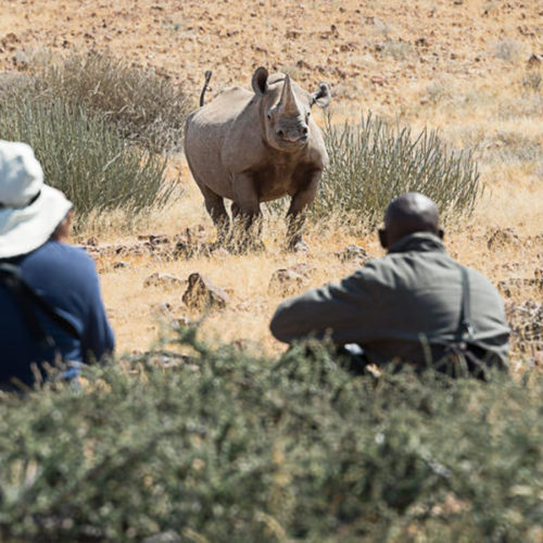 rhino-tracking