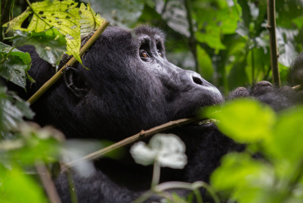 Experience volcanoes national park and see gorillas in the wild while on a private, luxury safari