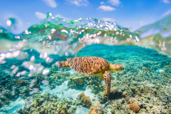 indian-ocean-islands