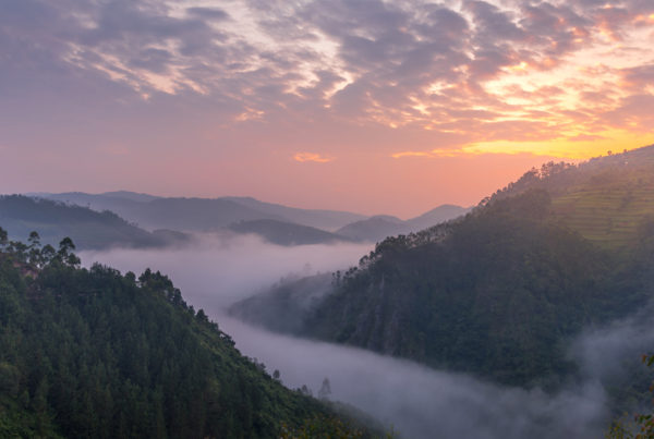 bwindi-impenetrable-forest