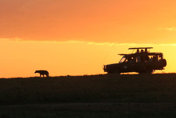 Wildlife viewing a Hyena at sunrise on a luxury safari in Southern Africa