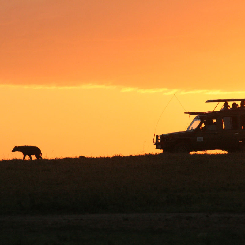 Wildlife viewing a Hyena at sunrise on a luxury safari in Southern Africa