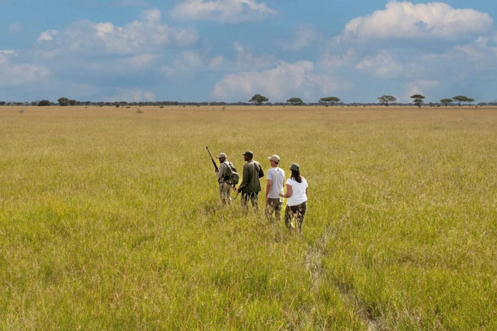 Guided nature walks in the Serengeti with Premier Africa