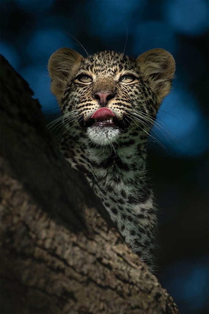 tanzania-faru-faru-lodge-game-drive04