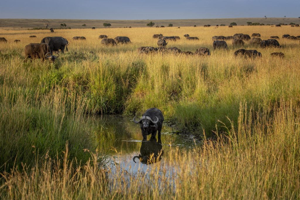 _53a8555 Wildlife viewing a buffalo in a watering hole while on a luxury safari in Kenya