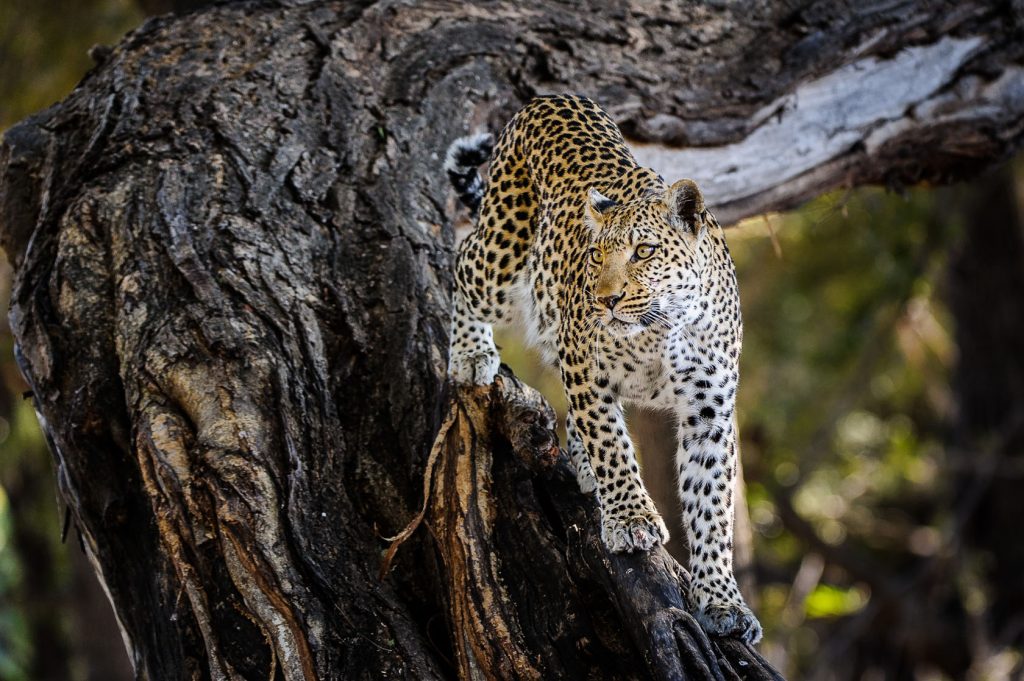 Lt MomWildernessSafaris13 Leopard viewing in the wild while on a luxury safari in Botswana