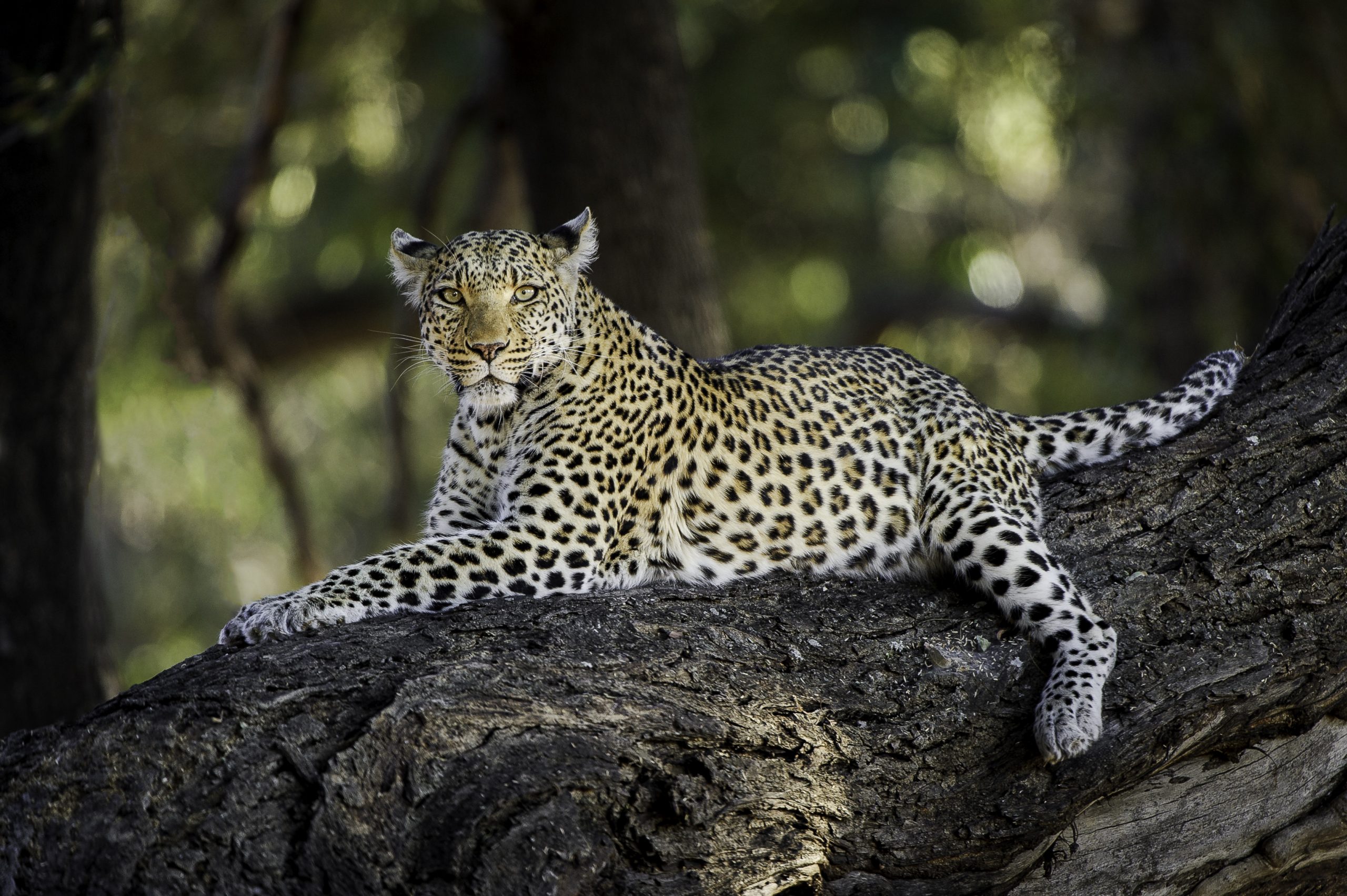 Wildlife viewing leopard in a tree relaxing on a private game drive as part of a luxury safari experience n Moremi Reserve