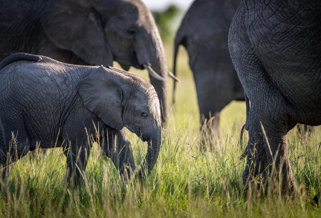 Sala s Camp_15 Wildlife viewing an Elephant and its baby while on a luxury safari in Kenya