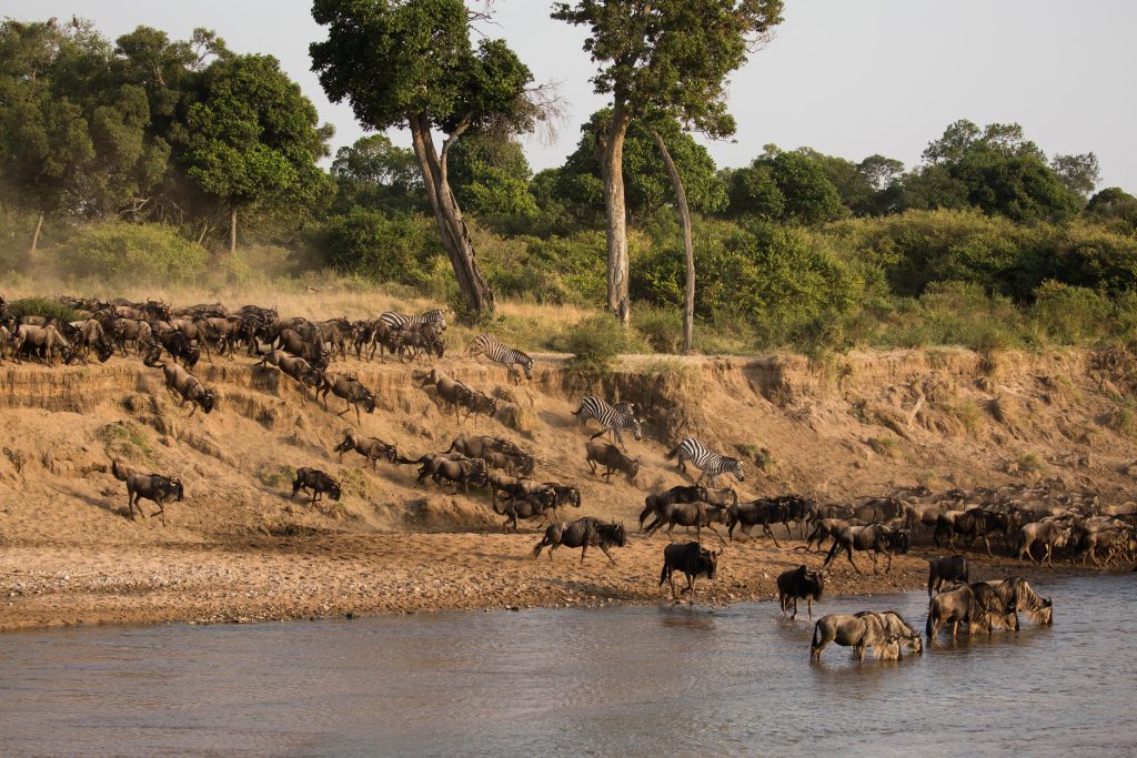 Sala s Camp_31 Wildlife viewing animals in river while on a luxury safari in Kenya