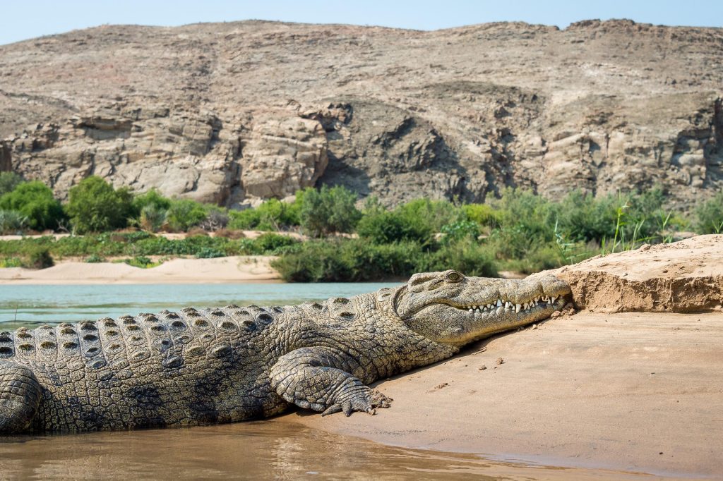 Serra Cafema Camp_16 crocodile resting on bank viewed while on a safari in the desert, Namibia