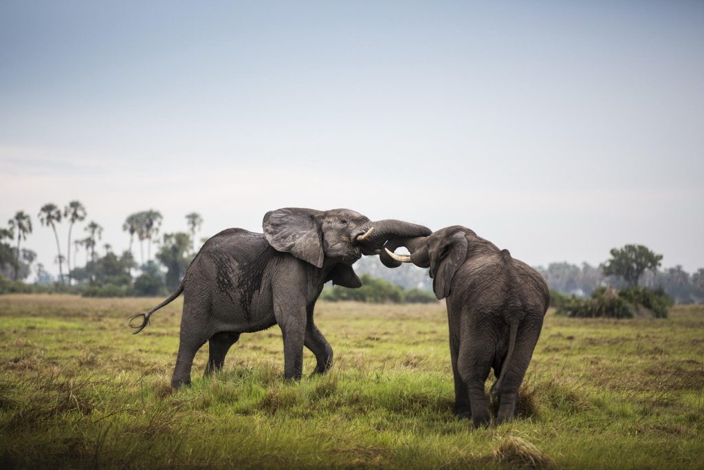 Wilderness Mombo_5 Wildlife viewing elephants playing at Mombo Camp, a luxury accommodation option while on a private safari in Southern Africa.