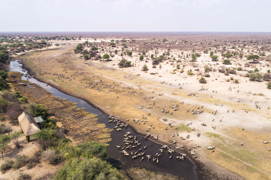 Wildlife viewing from private helicopter ride in Okavango Delta.