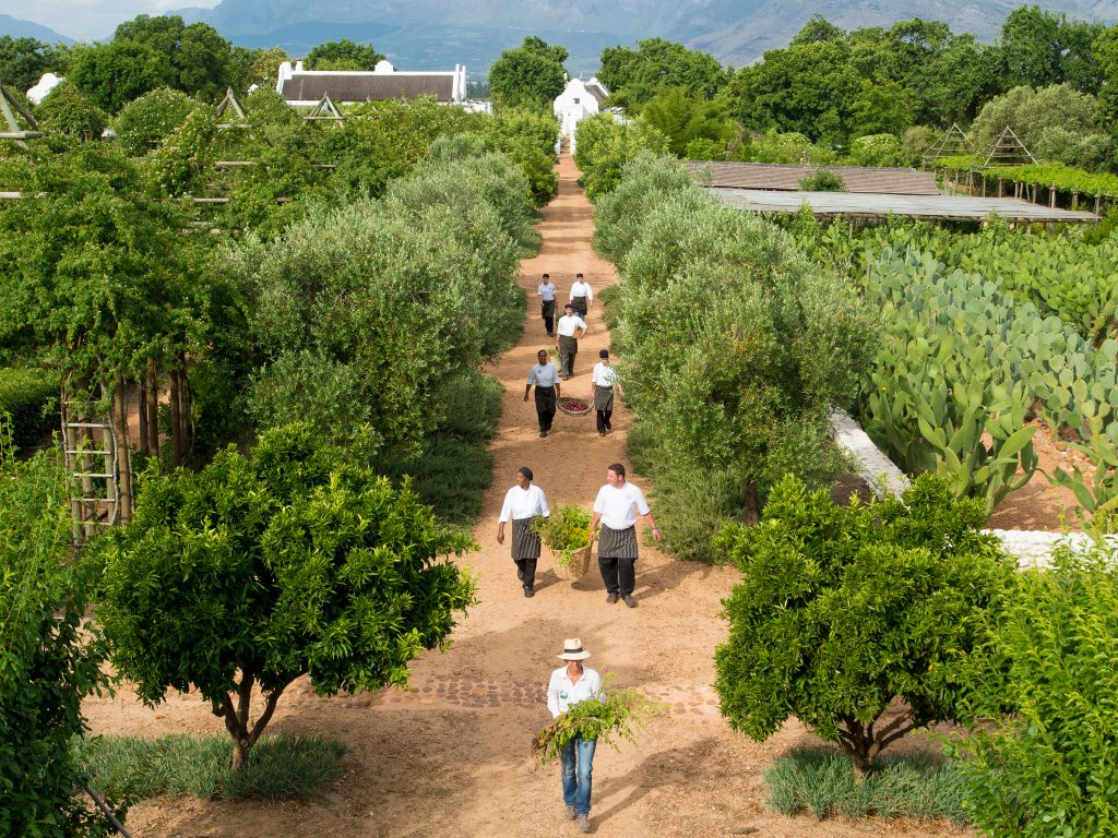 chefs_in_garden Chefs gathering fresh ingredients for gourmet cuisine on local farm in the Cape Winelands.