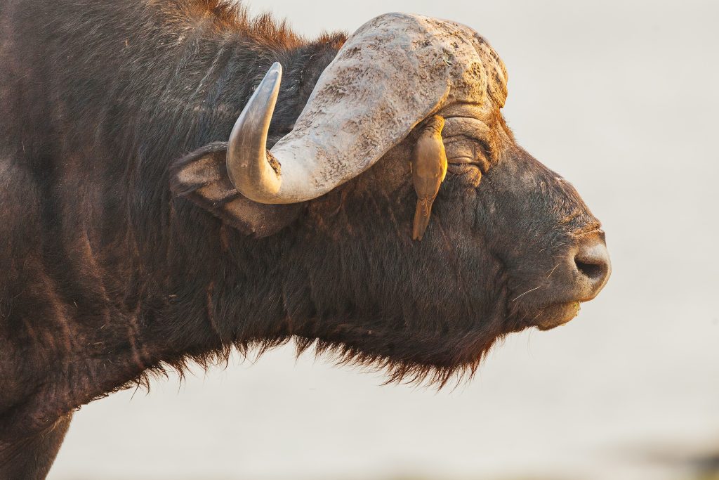 chris-stenger-fWgOZRIwQdY-unsplash Buffalo viewing in the wild while on a luxury safari in Botswana