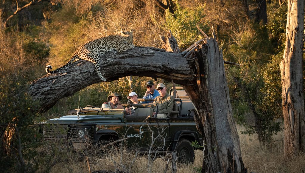 copy_of_mt Wildlife viewing a Leopard while on a private, luxury safari tour at mala mala reserve with Premier Africa.