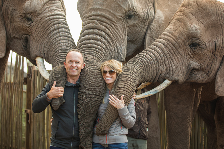 Private tour group playing with elephants while on luxury safari and golf tour in garden route, South Africa.
