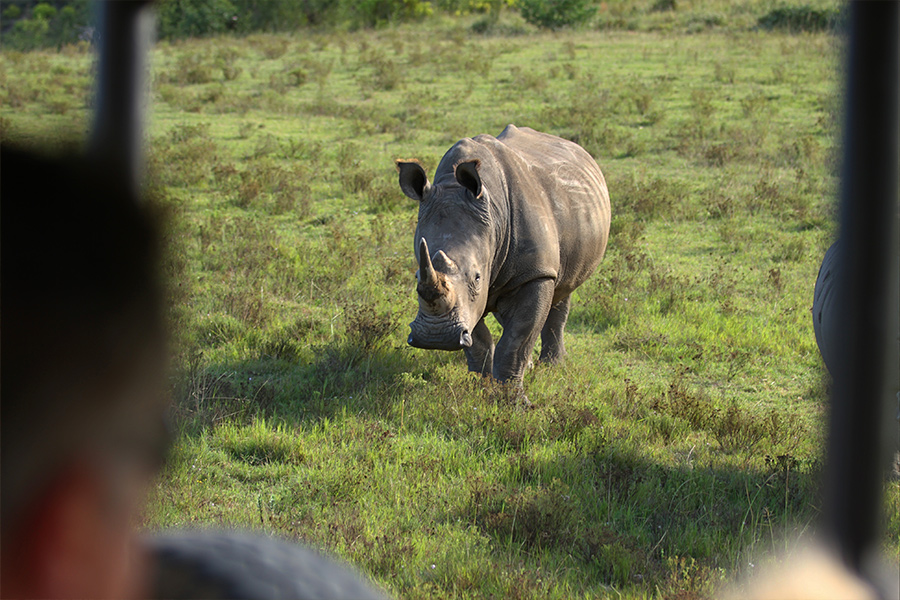 Wildlife viewing single Rhino while on a luxury safari and golf tour in garden route, South Africa.