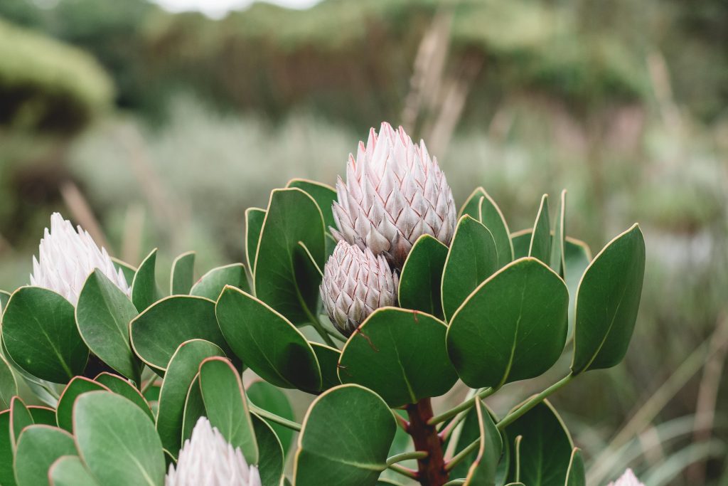 laura-flint-IHKycOIfWf4-unsplash Klein constantia, View of protea flower on private wine tour in Cape Town while on a golf and safari tour through South Africa.