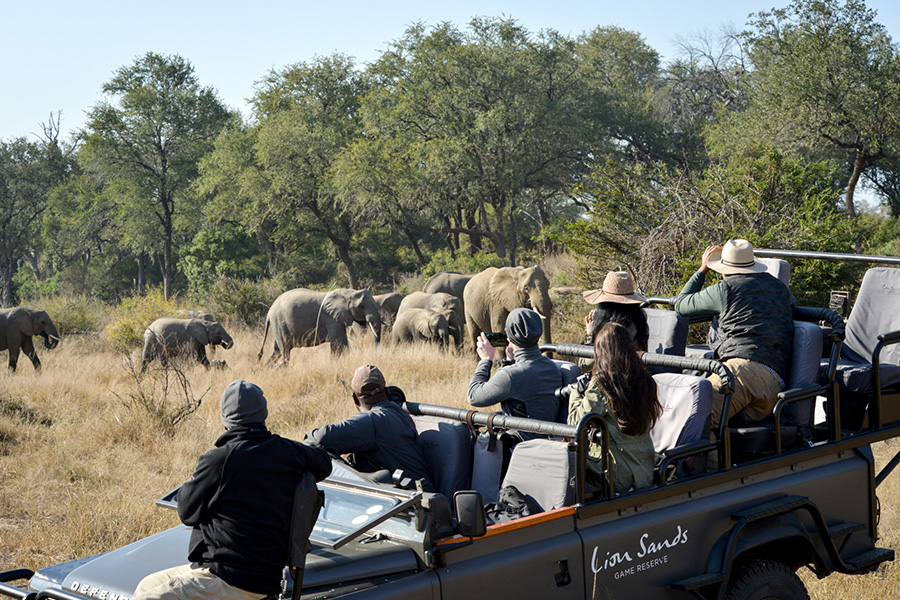 Wildlife viewing herd of elephants while on a luxury safari tour at Lion Sands, Kruger national park, SA