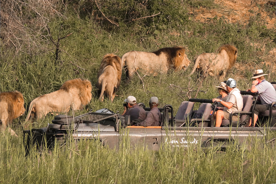 Wildlife viewing herd of male lions while on a luxury safari tour at Lion Sands, Kruger national park, SA