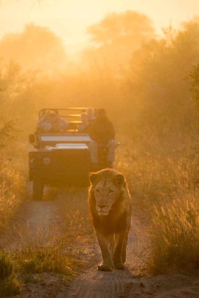 lion_sands_safari_4_game_drive-3_preview Wildlife viewing lions on a road while on a luxury safari tour at Lion Sands, kruger national park, SA