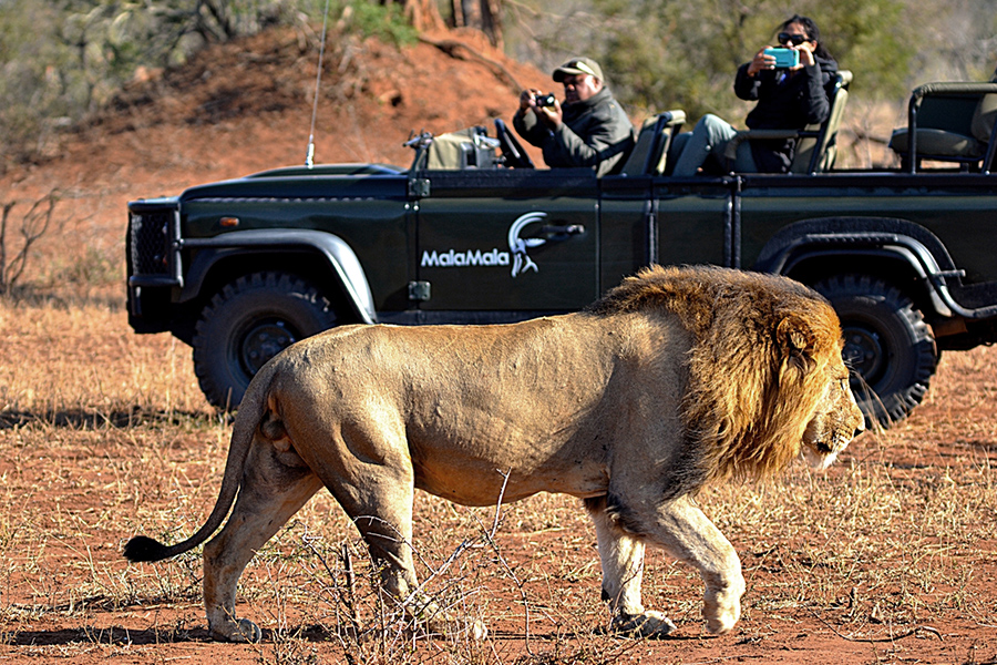 Viewing male lion in Mala Mala Game Reserve from vehicle while on a luxury safari tour in South Africa.