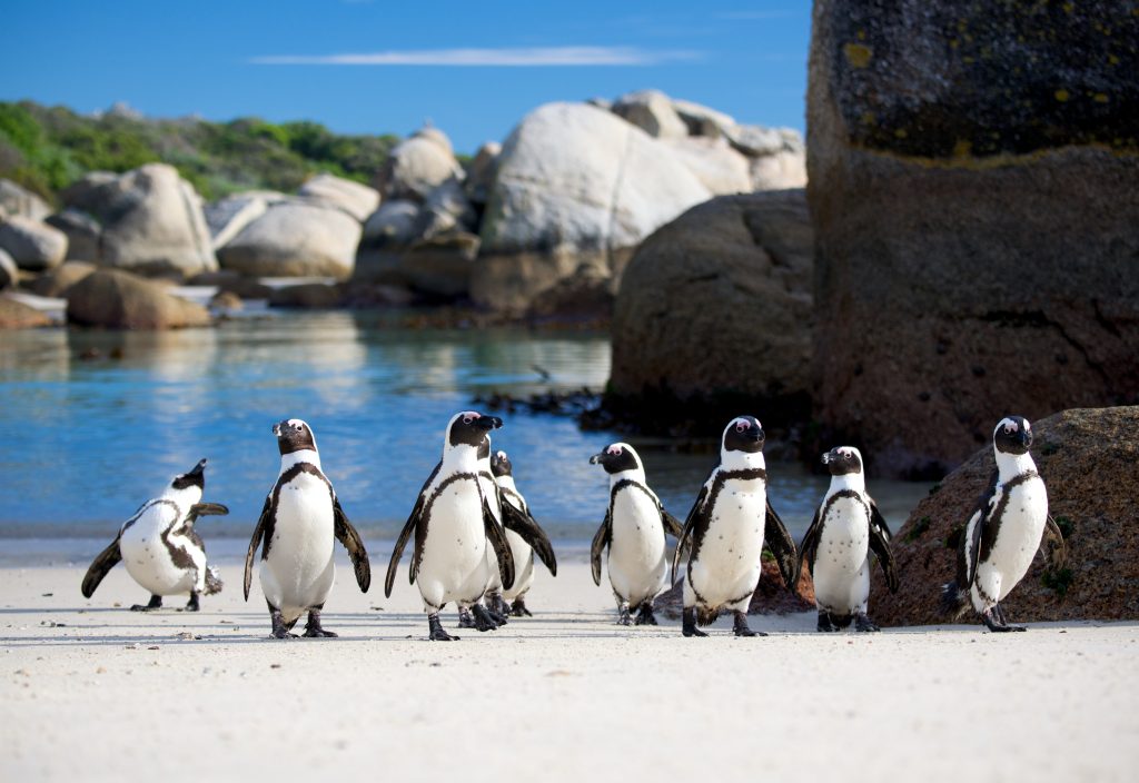 shutterstock_149573036 Boulders beach and the penguins, sightseeing while on a private golf and safari tour through South Africa.