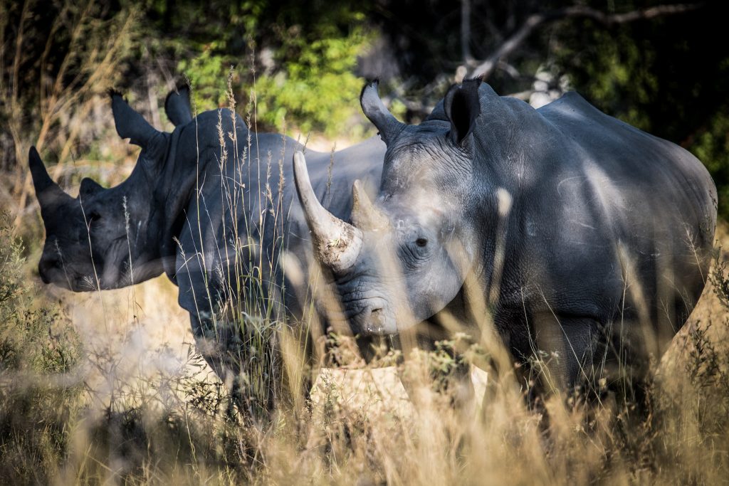 Rhino,In,Okavango,Delta,In,Botswana Wildlife viewing Rhino's at Mombo Camp, a luxury accommodation option while on a private safari in Botswana.