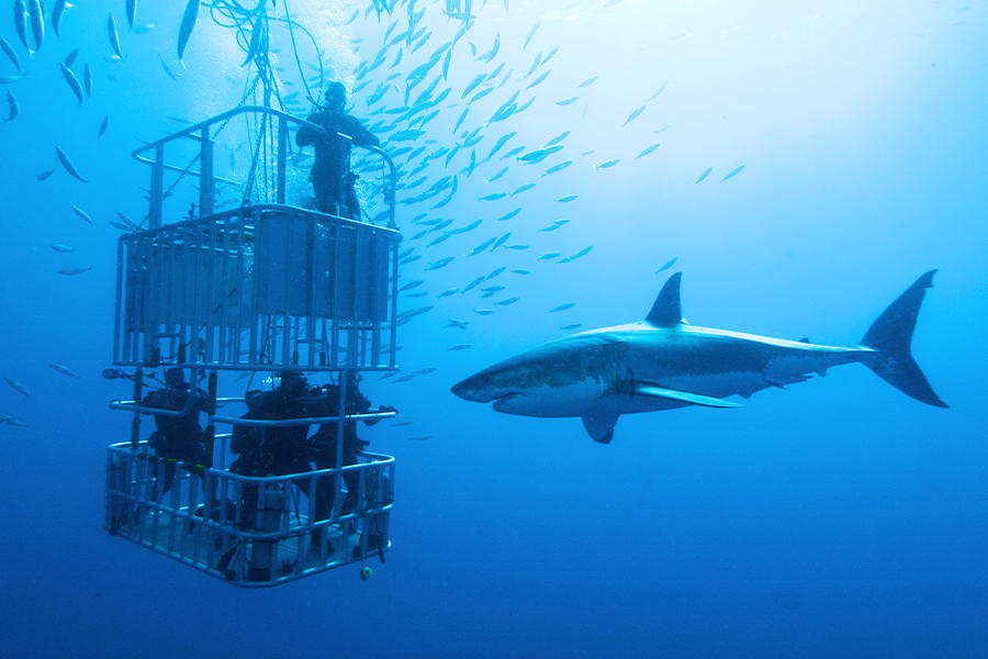 Shark cage diving while on a private tour of South Africa
