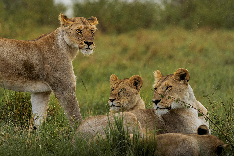 Game watching lions while on a private safari in Tanzania