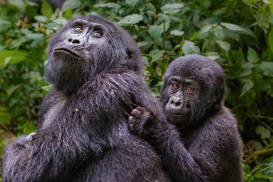 Mother and baby Gorilla posing for clients while Gorilla Trekking in Uganda at Bwindi Forest