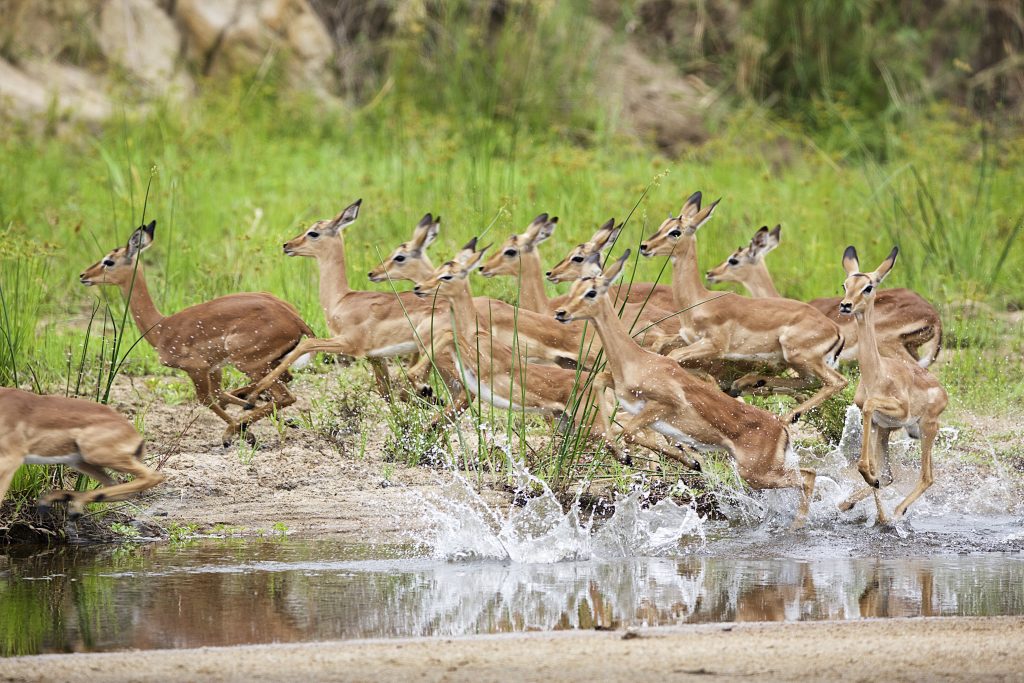untitled Wildlife viewing antelope running through water while on a private, luxury safari tour at mala mala reserve with Premier Africa.