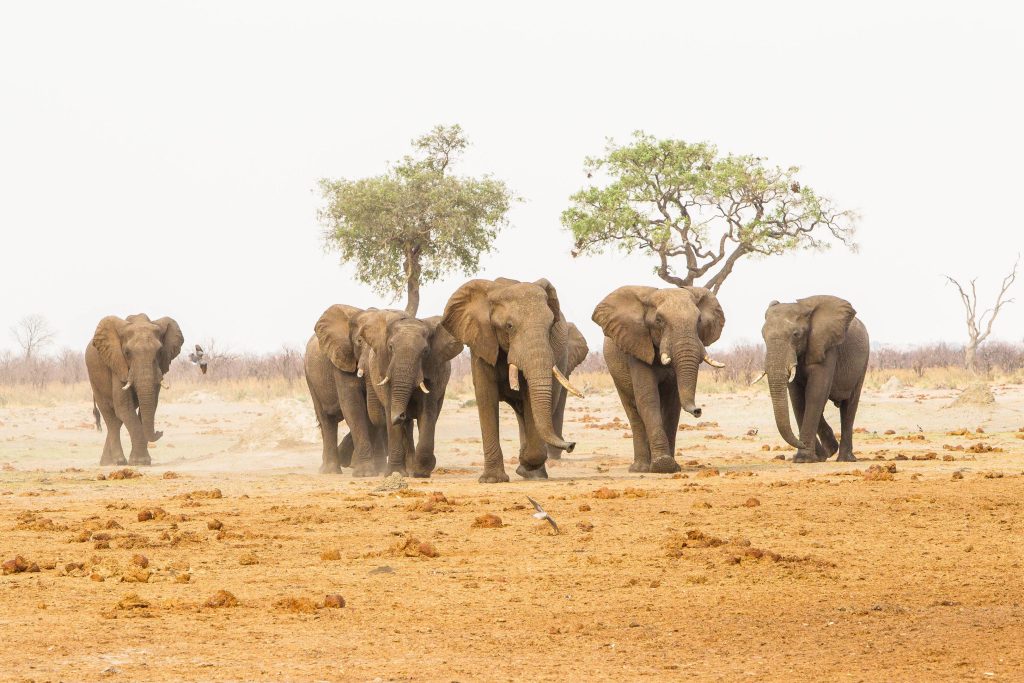 Elephant Sighting Wildlife viewing small herd of elephants while on a luxury safari guided tour in Chobe National Park, Botswana