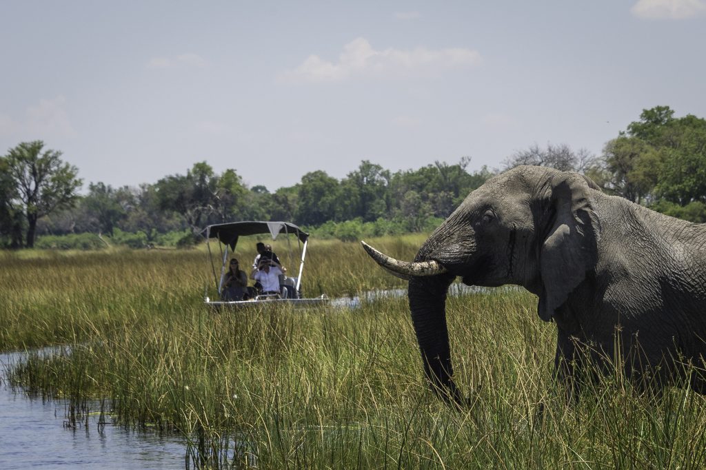 Vumbura_2016-11-110 Wildlife viewing a Elephant while on a private boat ride in the Okavango Delta with Premier Africa.
