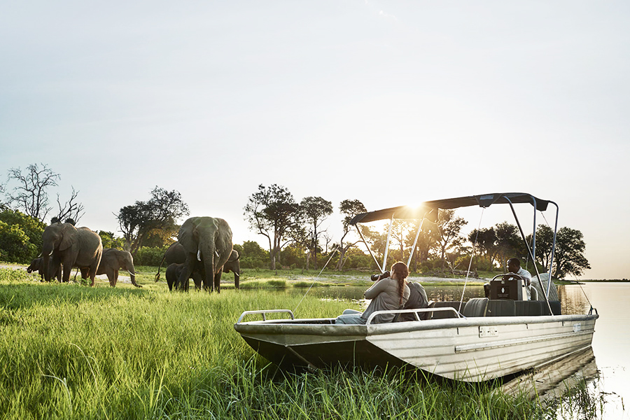 Wildlife viewing Elephants while on a private boat ride tour in Chobe National Park, Botswana