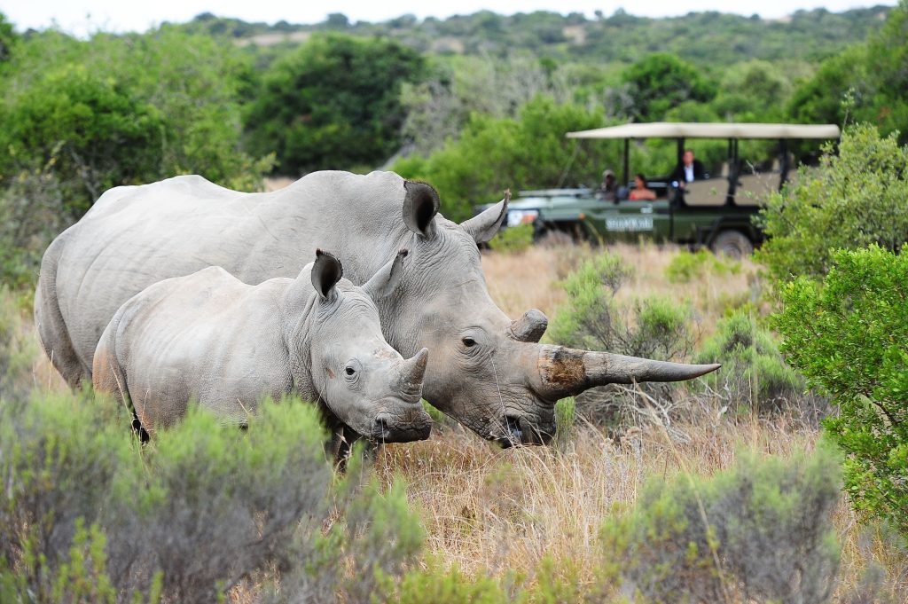 Shamwari Weddings: Long Lee Manor