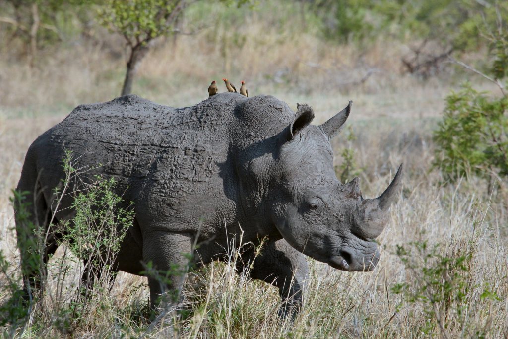 joel-herzog-1xetOxStk_Y-unsplash Wildlife viewing a male Rhino while on a private, luxury safari tour at Sabi Sands Game Reserve with Premier Africa.