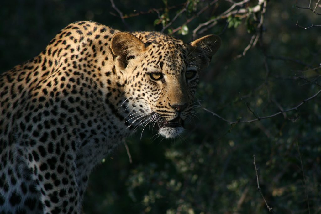 martin-wettstein-uX51Yu131sI-unsplash Wildlife viewing a male leopard while big 5 game viewing at Sabi Sands Game Reserve.
