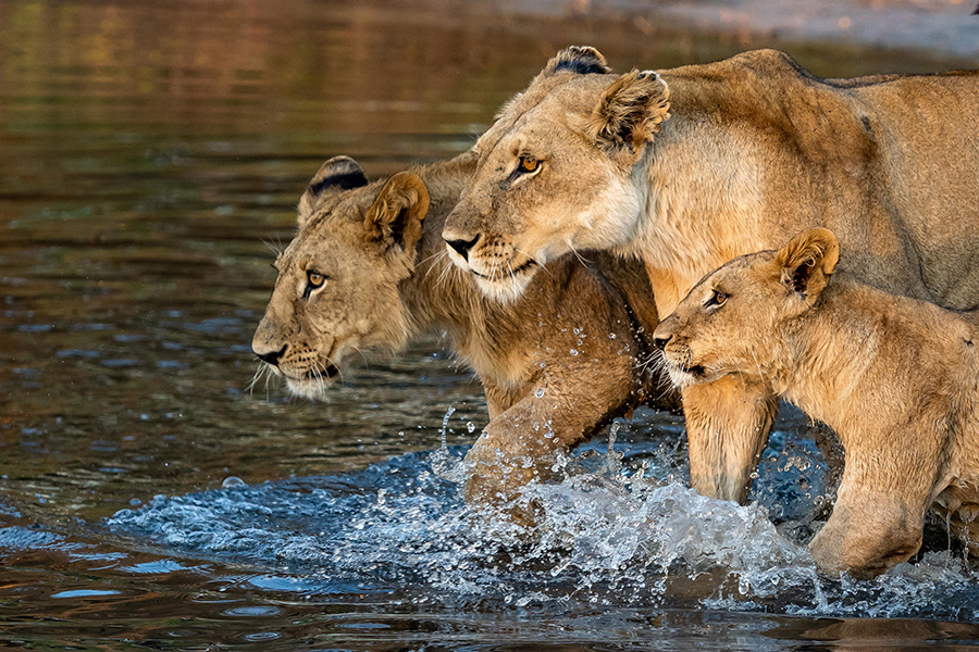 Wildlife viewing lions and cub while on a luxury safari tour in the Okavango Delta with Premier Africa.