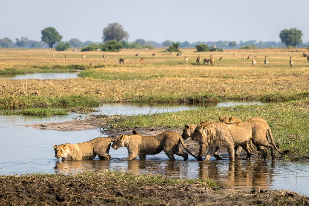 qorokwe_10-18_-129e Wildlife viewing lion and lionesses in watering hole while on a luxury safari tour in the Okavango Delta with Premier Africa.