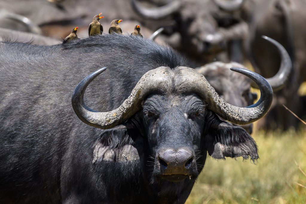 qorokwe_2017-11-100e Wildlife viewing a buffalo and birds while on a luxury safari tour in the Okavango Delta with Premier Africa.