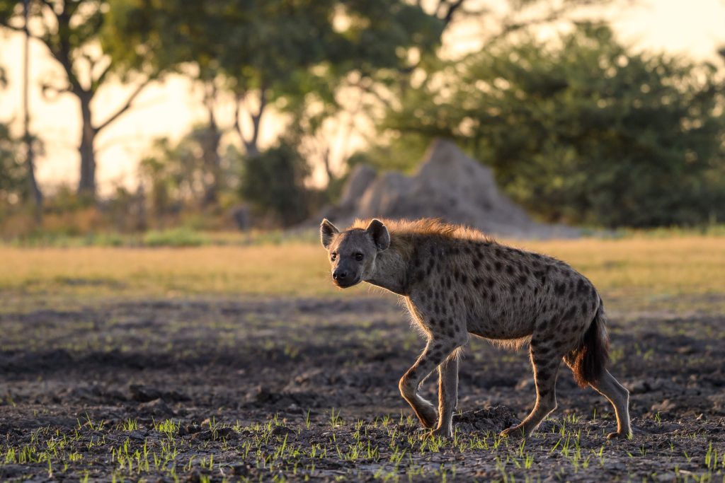 qorokwe_2017-11-72e Wildlife viewing a hyena in the wild while on a luxury safari tour in the Okavango Delta with Premier Africa.
