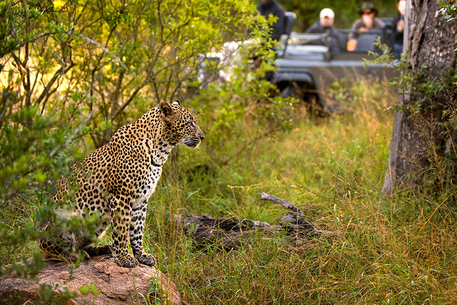 Wildlife viewing a female leopard while big 5 game viewing at Sabi Sands Game Reserve.