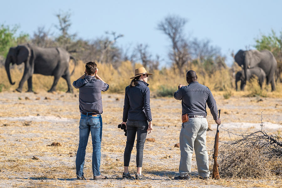 Viewing elephants while on a guide hike through the wild at Sabi Sands. Luxury Safari Travel.
