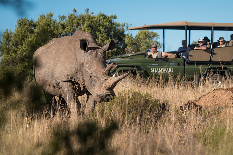 Wildlife viewing male Rhino with large horn on a private, exclusive game drive in Shamwari Game Reserve