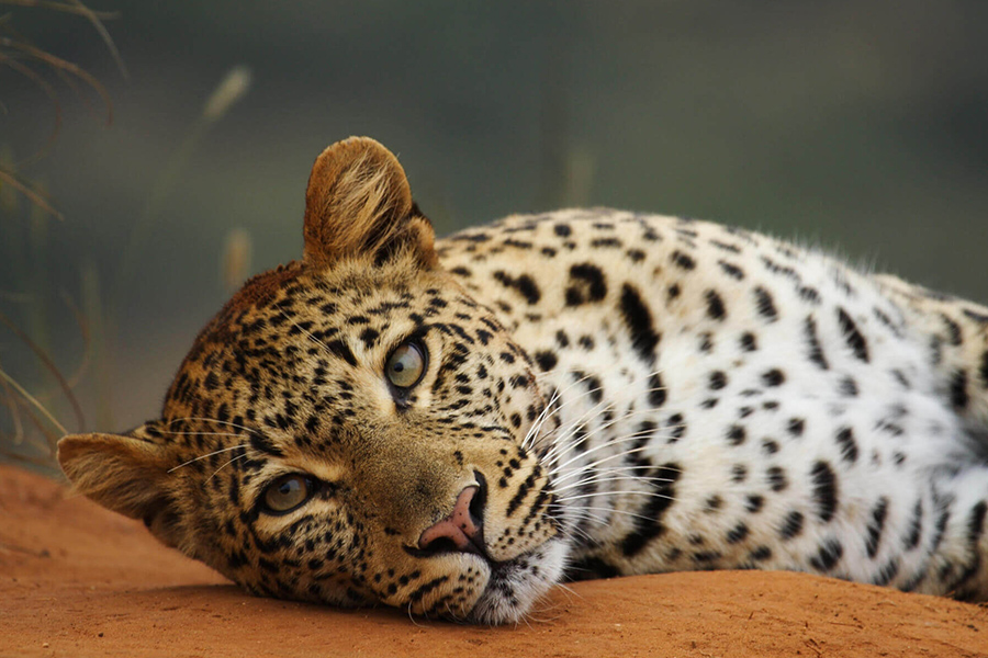Wildlife viewing leopard relaxing in the wild as part of a luxury safari experience in Shamwari Game Reserve